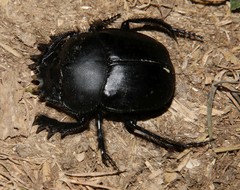 Scarabaeus sacer