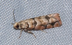 Blastesthia tessulatana