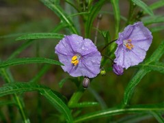 Solanum vescum