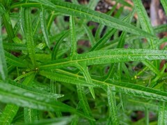 Solanum vescum