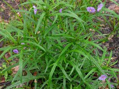 Solanum vescum