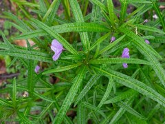 Solanum vescum