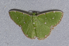 Argyrocosma inductaria