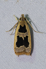 Helcystogramma