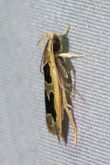 Helcystogramma
