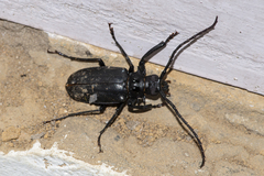 Prionomma bigibbosum