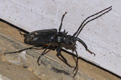 Prionomma bigibbosum