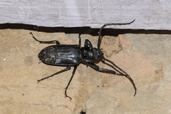 Prionomma bigibbosum