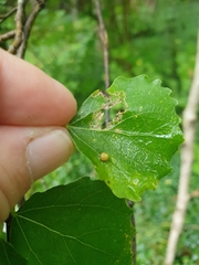 Harmandiola globuli