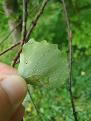 Harmandiola globuli