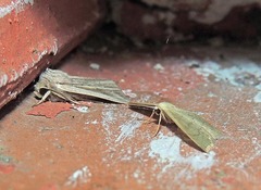 Mythimna riparia