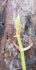 Pseudovanilla foliata