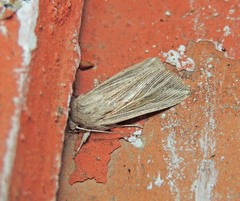 Mythimna riparia