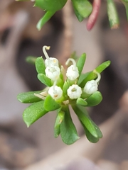 Darwinia leptantha