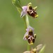 Ophrys oestrifera montis-gargani - Photo (c) Luca Boscain, some rights reserved (CC BY-NC), uploaded by Luca Boscain