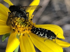 Acmaeodera decipiens