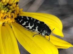 Acmaeodera decipiens