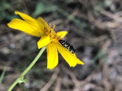 Acmaeodera decipiens