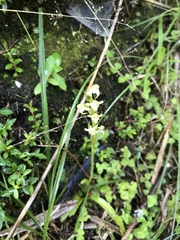 Platanthera devolii