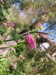 Codatractus arizonensis