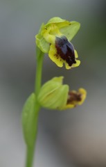 Ophrys lutea phryganae