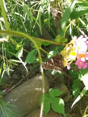 Codatractus arizonensis