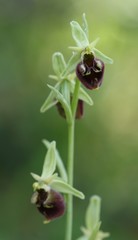 Ophrys fuciflora parvimaculata