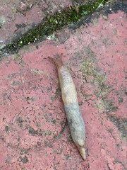 Deroceras reticulatum