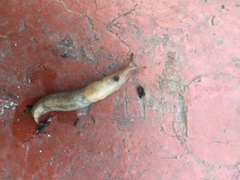 Deroceras reticulatum