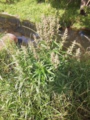 Artemisia vulgaris kamtschatica