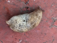 Deroceras reticulatum