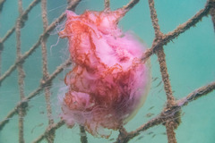 Cyanea annaskala