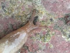 Deroceras reticulatum