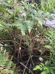 Rumohra adiantiformis