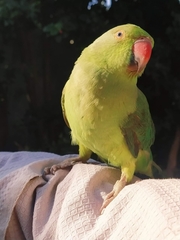 Psittacula krameri