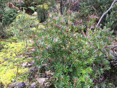 Cyathodes glauca