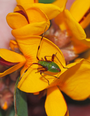Pseudopantilius australis