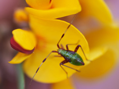 Pseudopantilius australis