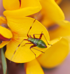 Pseudopantilius australis