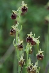 Ophrys fuciflora parvimaculata