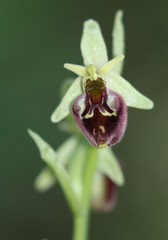 Ophrys fuciflora parvimaculata