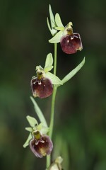 Ophrys fuciflora parvimaculata