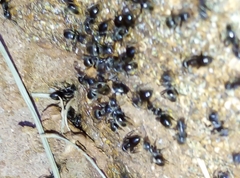Lasius grandis