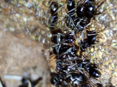 Lasius grandis