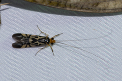 Macrostemum floridum