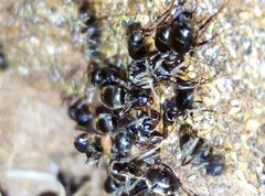 Lasius grandis
