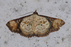 Corgatha atrimargo