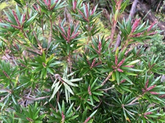 Cyathodes glauca