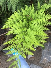 Rumohra adiantiformis