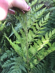 Rumohra adiantiformis